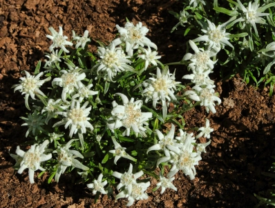 Alp Yıldızı Çiçeği Nedir? Edelweiss Çiçeğinin Faydaları