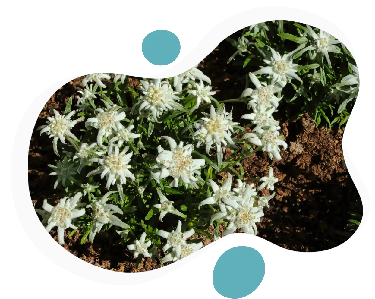 Alp Yıldızı Çiçeği Nedir? Edelweiss Çiçeğinin Faydaları