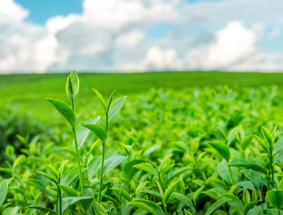 Yeşil Çayın Cilde Faydaları Nelerdir?
